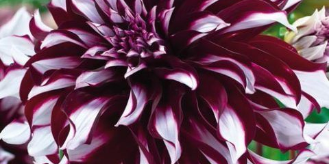 Dahlia tartan s nápadnými kaštanovými a bílými květy