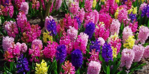 Hyacinth - péče po kvetení v zahradě otevřené země