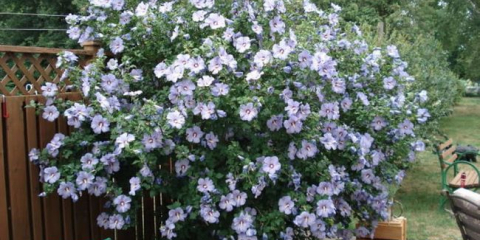 Hibiscus garden - nuance výsadby a péče o list v chatě