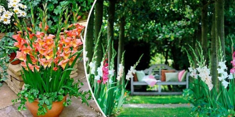 Mečík - výsadba a péče na otevřeném poli. Jak krásné zasadit gladioly