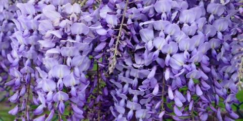 Wisteria - rysy rostoucí v oblasti země (foto)