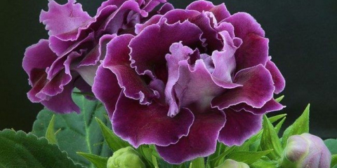 Glaxinia (52 fotek): přistání, péče, reprodukce, rostliny