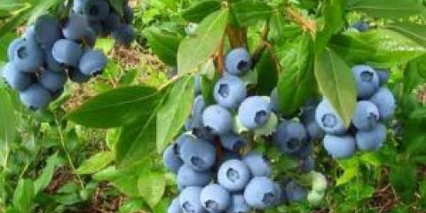 Zahradní borůvky - výsadba a pěstování keřů v letní chatě