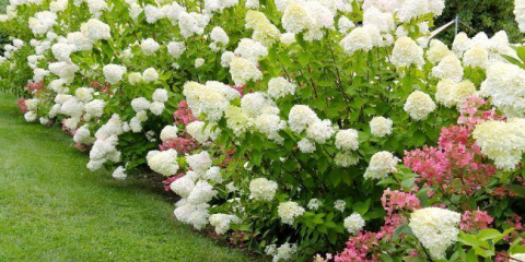 Hydrangea limelaight: přistání a doporučení pro péči o zkušené zahradníky