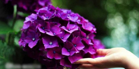 Hortenzie: odrůdy odrůd, pravidla pro výsadbu a péči, způsoby reprodukce, možné choroby a způsoby léčby