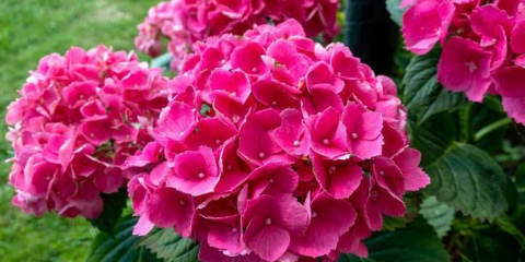 Hydrangea sadovaya: přistání a péče v otevřené půdě