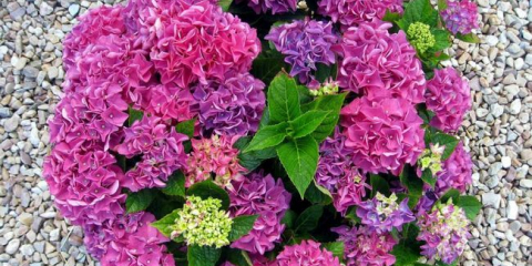 Hydrangea v krajinném designu: jak krásné, aby se na pozemek