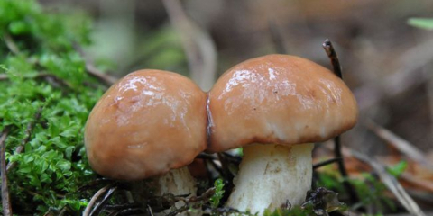 Houba modřina: foto a popis