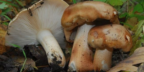 Houba topol night: popis a fotografie, kde roste, recepty jsou krok za krokem pro zimu doma