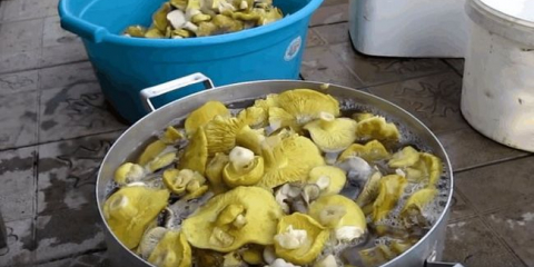 Houba zelená: fotografie a popis