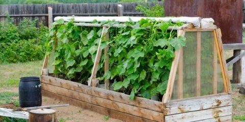 Okurka okruhu - 105 fotografií a videozáznamů konstrukce správných lůžek okurky