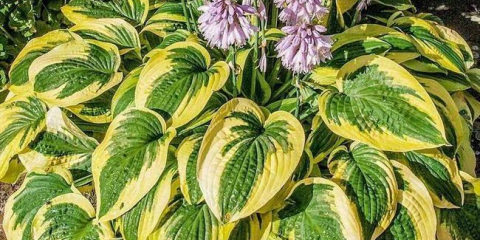 Hostitel: popis druhů a odrůd, tajemství pěstování a reprodukce