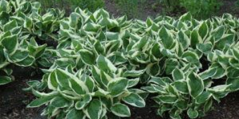 Hostas v krajinném designu letní chaty: nejlepší nápady na design