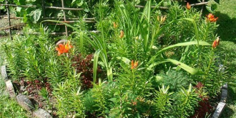 Kurva v zeleninové zahradě