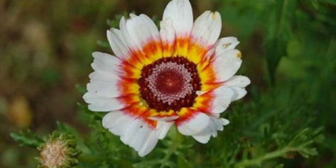 Chryzantéma keeled: popis a fotografie, rostoucí ze semen, recenze