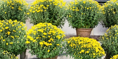 Zahradní chryzantémy - výsadba a péče o květiny na zahradě