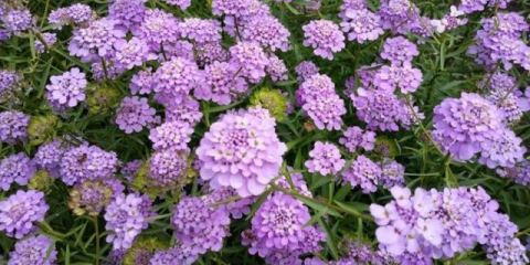 Iberis deštník: roste ze semene, když je vysazen na sazenice