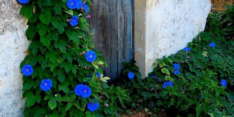 Ipomeya: tajemství rostoucích subtropických krás v našich zeměpisných šířkách