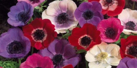 Elegantní anemone de kaen s jasnou barvou a úžasnou vůní