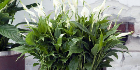 Jedovaté vnitřní rostliny: nejčastější typy a jak je rozpoznat?