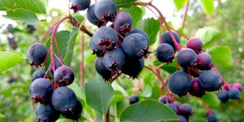 Irga berry: všechna tajemství přistání, péče a reprodukce vínových bobulí