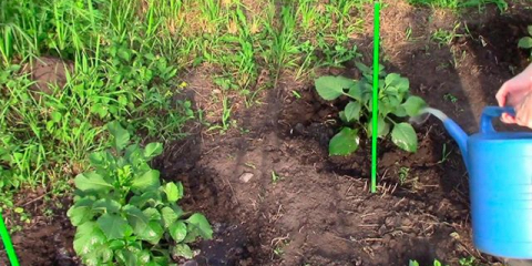 Elegantní akita georgina s froté květiny