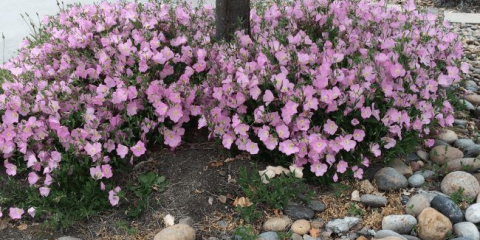 Enotera nebo lunární květina: zajímavá fakta od zahradníků, triků přistání a péče