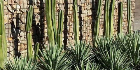 Yucca garden: top 130 fotek + video. Podmínky pěstování. Doporučení pro péči a ošetření od zkušených zahradníků (yucca zahrada od a do z)