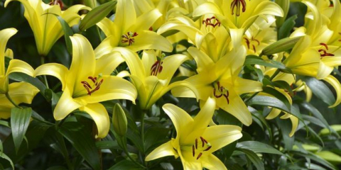 Jak udělat květinový záhon s liliemi v zahradě - pokyny krok za krokem