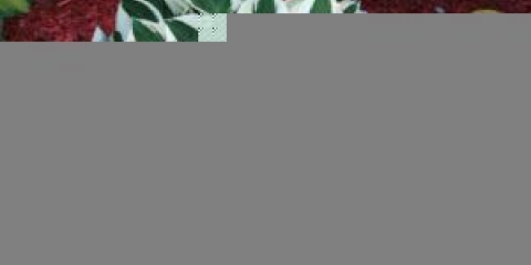 Jak byl hostitel vynásoben semeny, rozdělením keře, řízky: popis