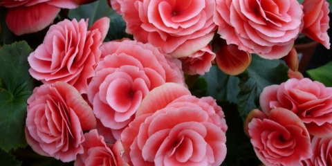 Jak se rozmnožuje hlízovitá begonie - způsoby, jak pěstovat květinu v zemi