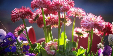 Jaké nenáročné květiny pro dávání mohou být přistál na záhonu v blízkosti domu