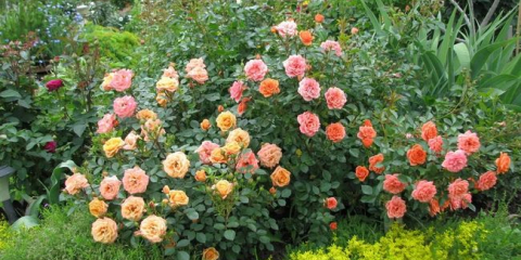 Jaké růže jsou nejlepší pro soukromou zahradu - popisy populárního druhu