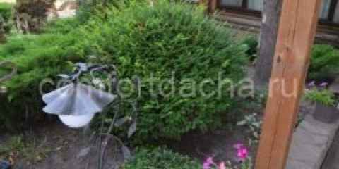 Jaké stálezelené keře jsou nejlepší do zahrady - popis