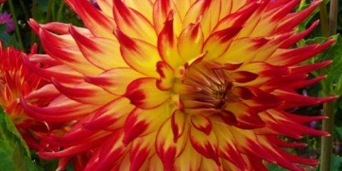 Kaktusovitá jiřina má uhrančivá květenství