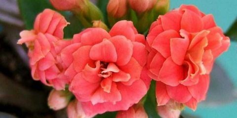 Kalanchoe: top 180 fotografií, podmínky pro pěstování v otevřené půdě, péči, zalévání, reprodukci a léčbě, tipy pro začátečníky zahradníky