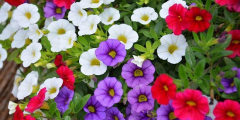 Calibrachoa: vlastnosti, výsadba + pěstování květiny