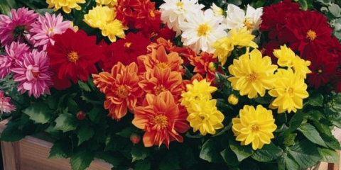 Dwarf georgina-liliputs - přehled nejlepších odrůd + instrukce pěstování