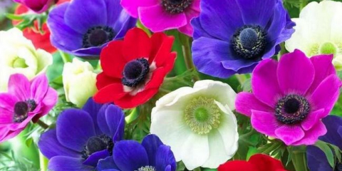 Katalog trvalých barev pro chalupu: foto s názvy