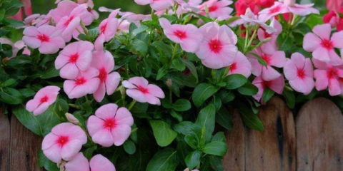 Quarantus (50+ fotografií): výsadba, péče a pěstování v zahradních a domácích podmínkách