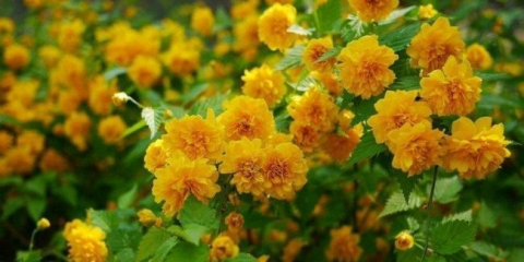 Japonská kerry v krajinném designu