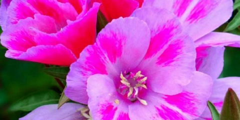 Clarkia elegantní: vlastnosti odrůd, pravidla péče o rostliny, požadavky na půdu. Možné onemocnění a způsoby léčby