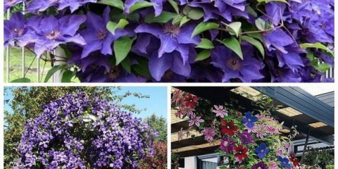 Clematis na otevřeném poli - výsadba a péče