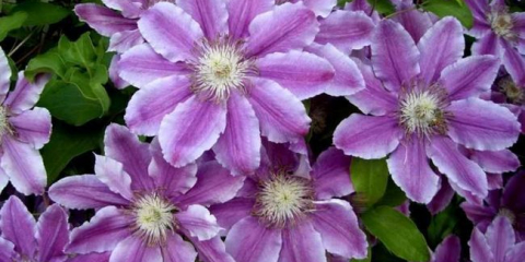 Clematis: pravidla pro výsadbu v zemi, způsoby reprodukce, vlastnosti péče a zimování. Běžná onemocnění plamének