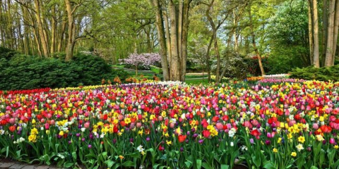 Květinový záhon trvalek pro začínající zahradníky: schéma výsadby