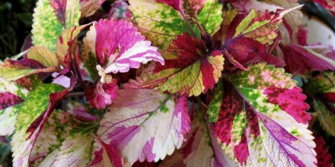 Domácí koleus: přistání a péče doma, odrůdy odrůd. Metody chovu a léčby (140 fotografií)