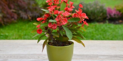 Pokoj a zahradní mocha (60+ fotky s názvy): výsadba a výsadba