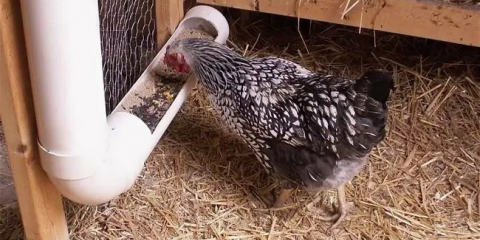 Podavač pro kuřata z kanalizace s vlastními rukama