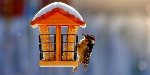 Krmítko pro ptáky - přehled nápadů na stavbu krmítek a ptačích budek vlastníma rukama (135 fotografií a videí)