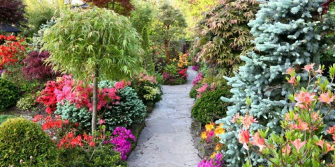 Krásné záhony z trvalých květin: ready-made schémata